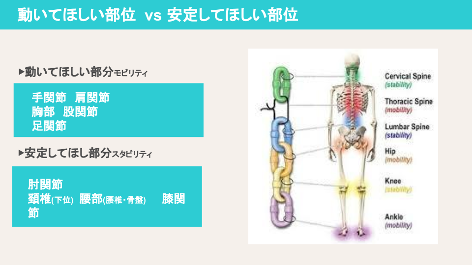 モビリティやスタビリティてどこの関節？