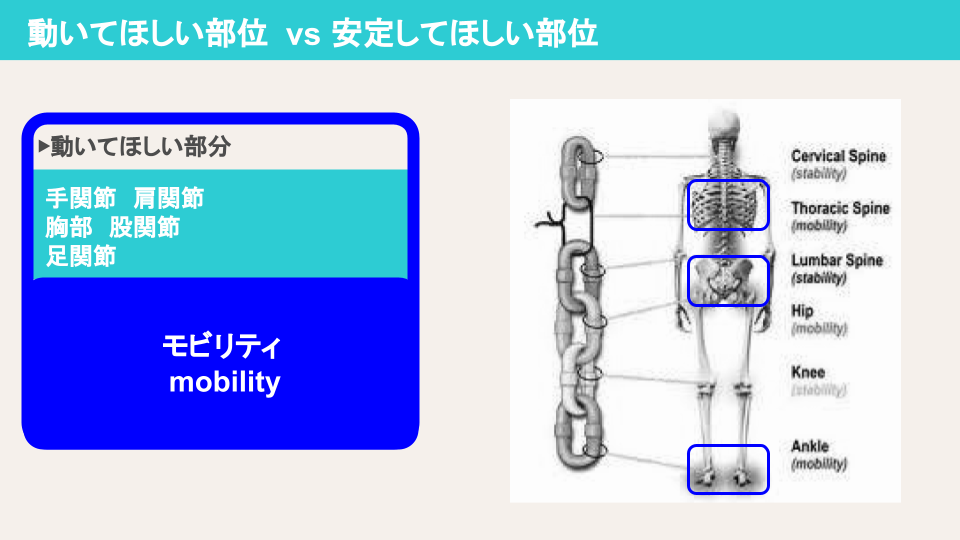 モビリティやスタビリティてどこの関節？