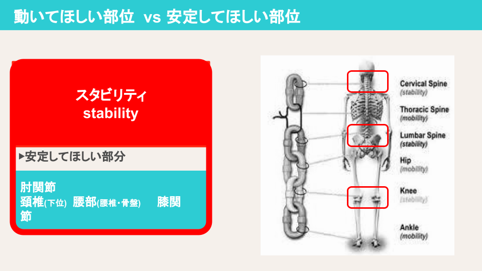 モビリティやスタビリティてどこの関節？
