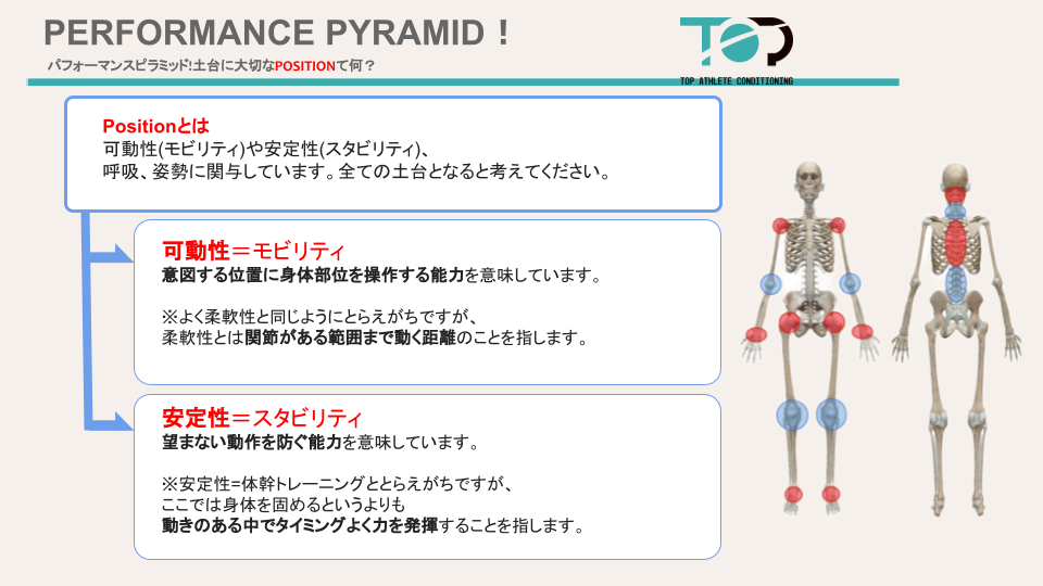 モビリティやスタビリティてどこの関節？